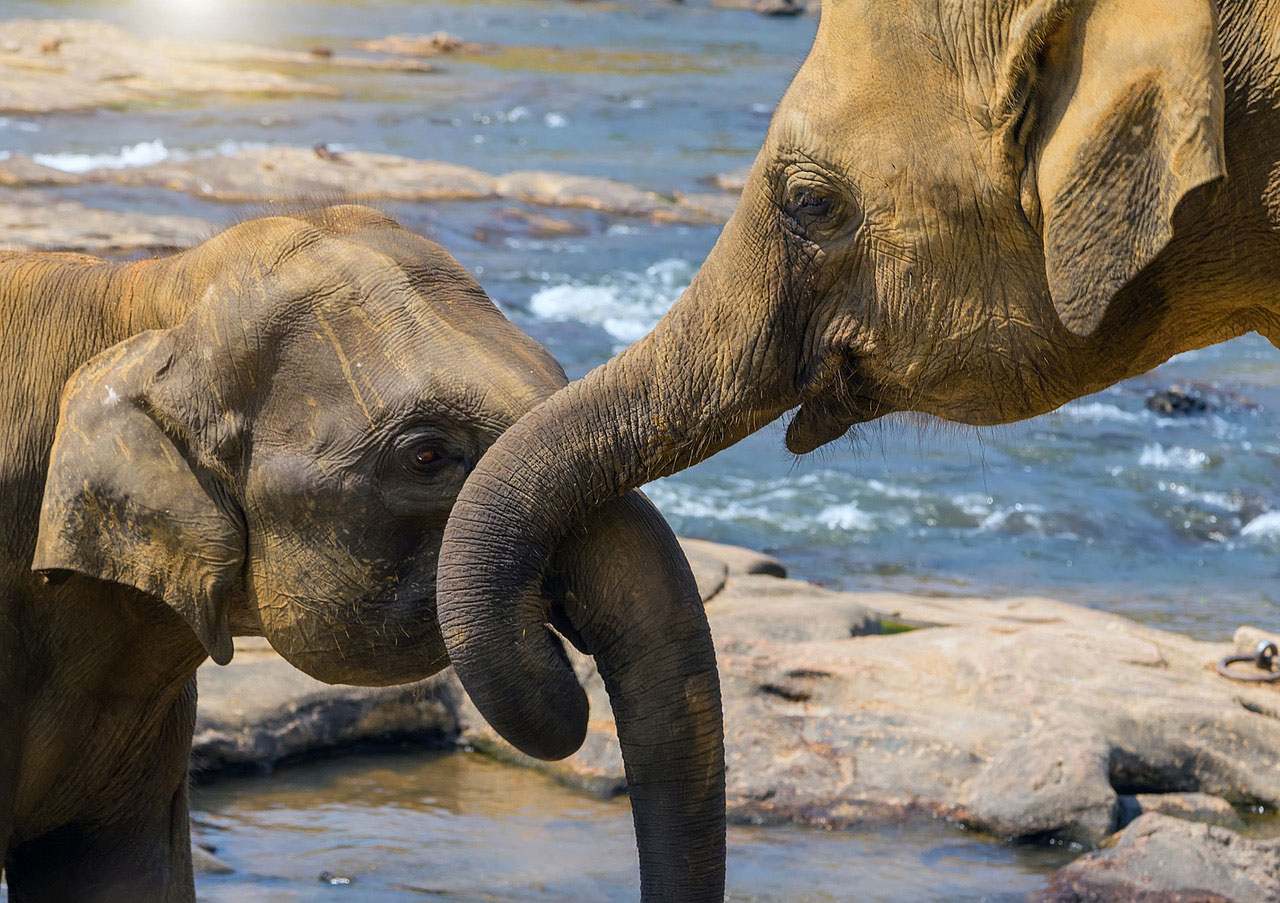 Annual Thai Elephant Day