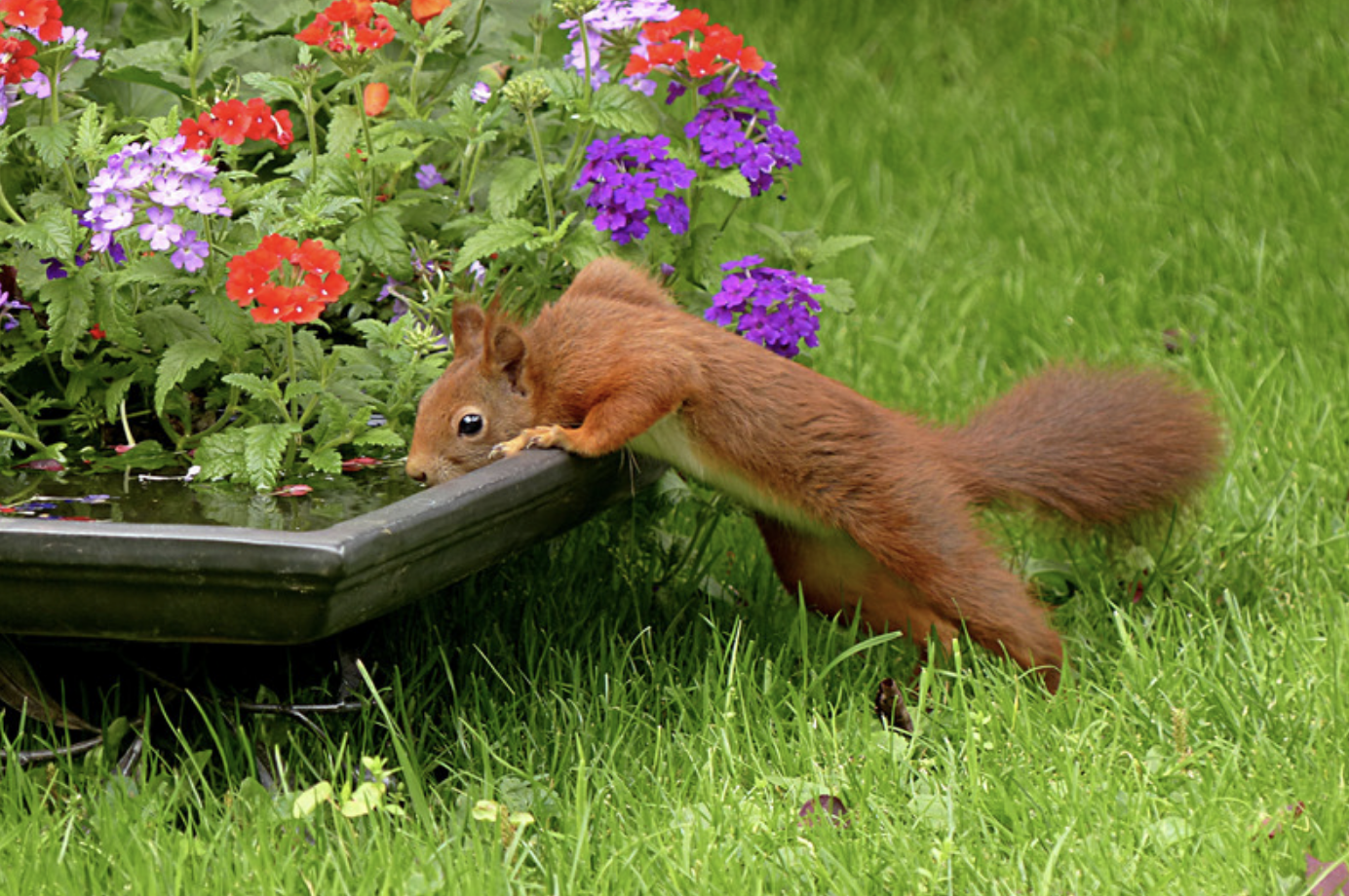 August – wie kann man der Natur und den Tieren helfen?